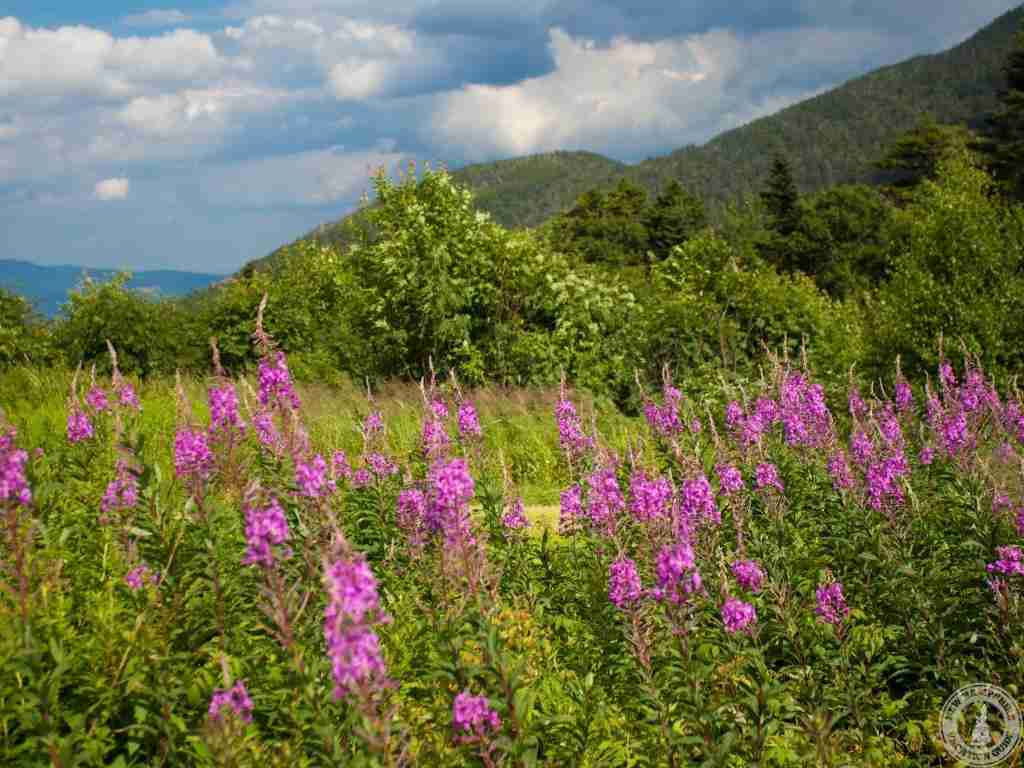 new hampshire white mountains flowers in spring time