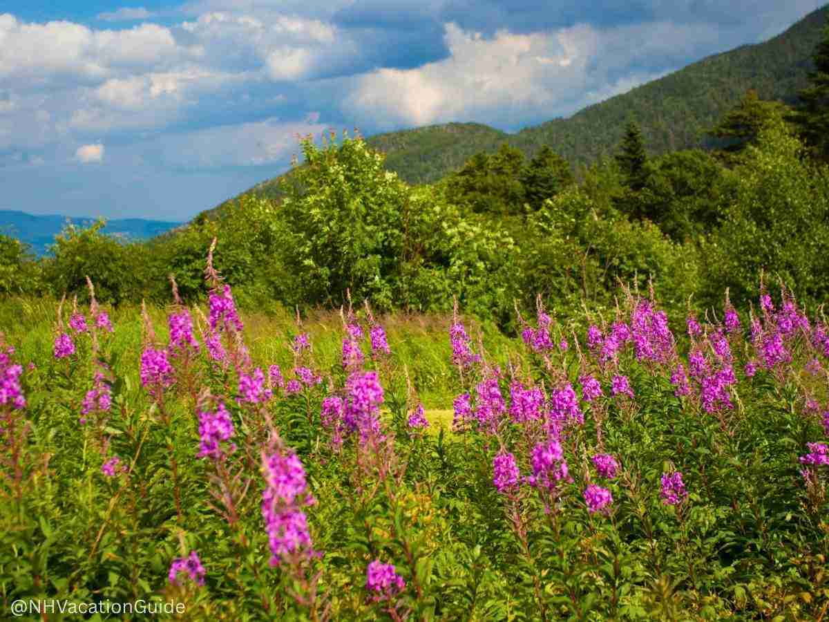 spring flowers in the nh white mountains